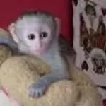 GORGEOUS copuchine обезьян ДЛЯ ПРИНЯТИЯ