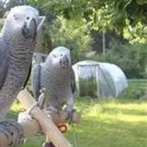 здоровый и очаровательные африканские серые попугаи на продажу